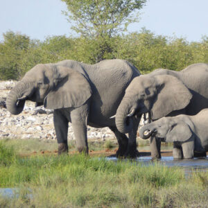 Kruger Park Explorer 2025