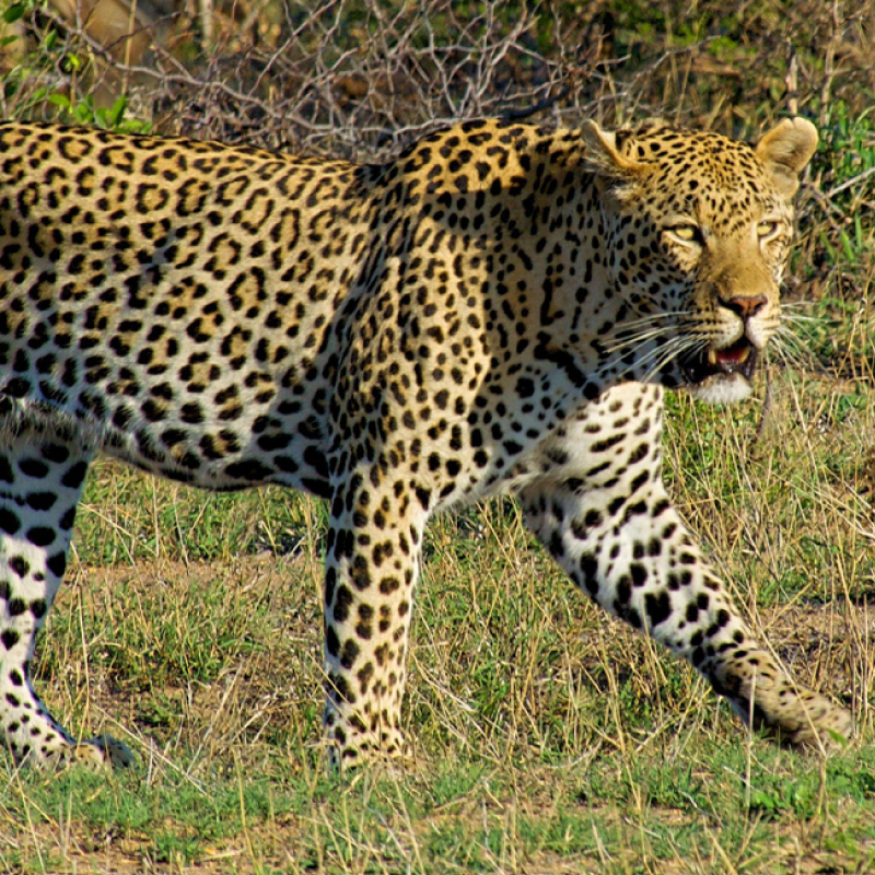 kruger-and-the-kingdom